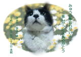 みゅうちゃんのメモリアル写真　ペット葬儀日：２０１０年２月２８日　千葉県よりご依頼